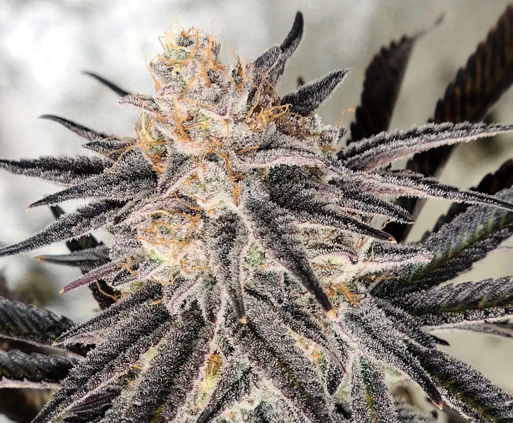 Platinum Gorilla