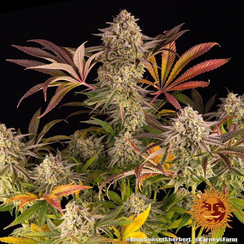 Blue Sunset Sherbet 