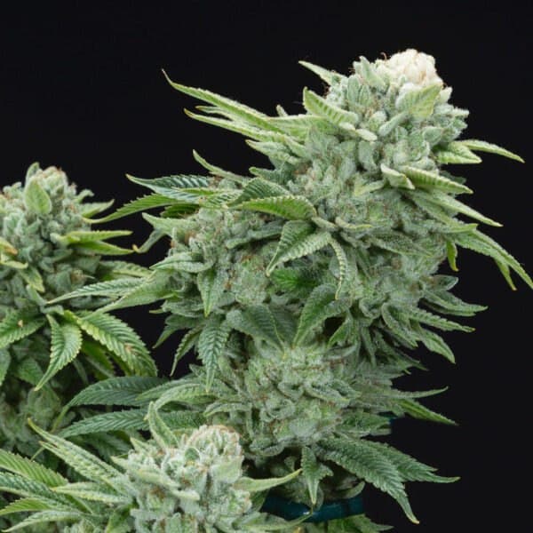 GG#4 S1