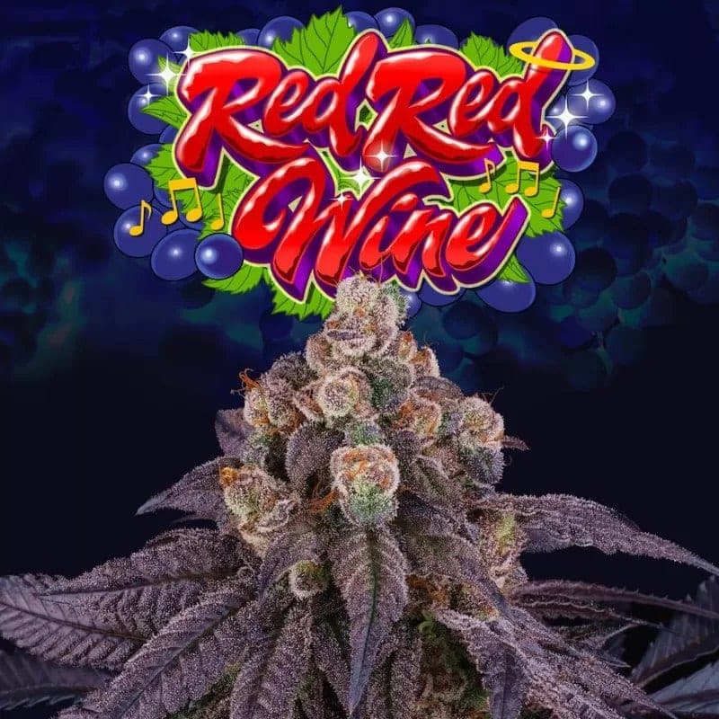 Red Red Wine