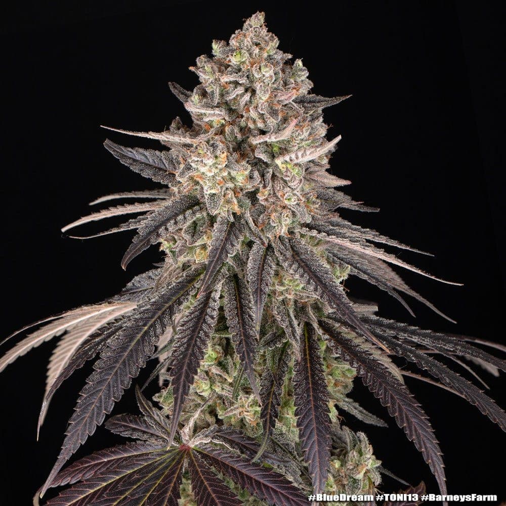 Blue Dream