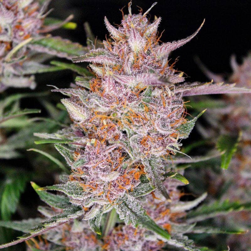 FastBerry Auto