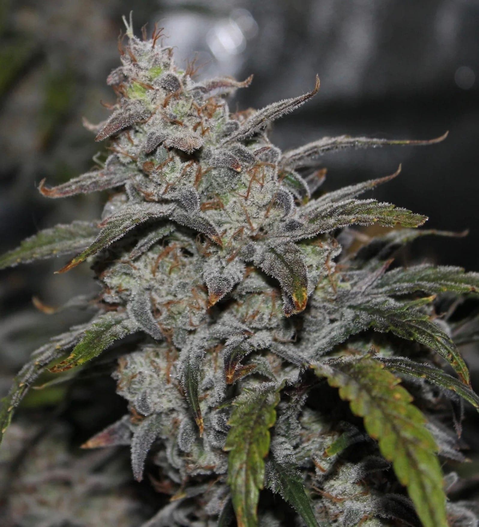 Grape Walker Kush Auto