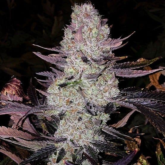 GRAPE DIAMOND