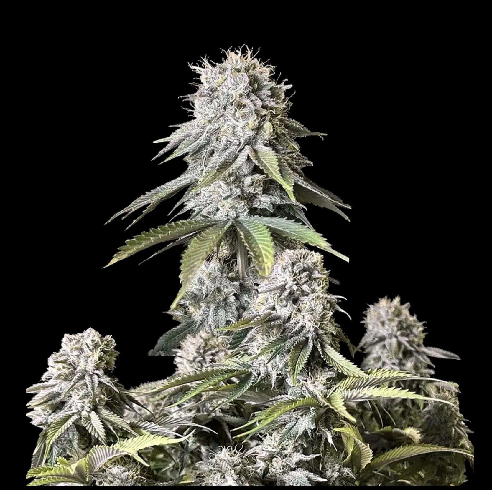 Orange Sherbet FF