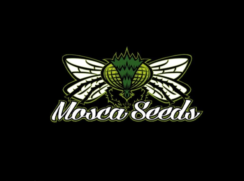 Mosca Seeds