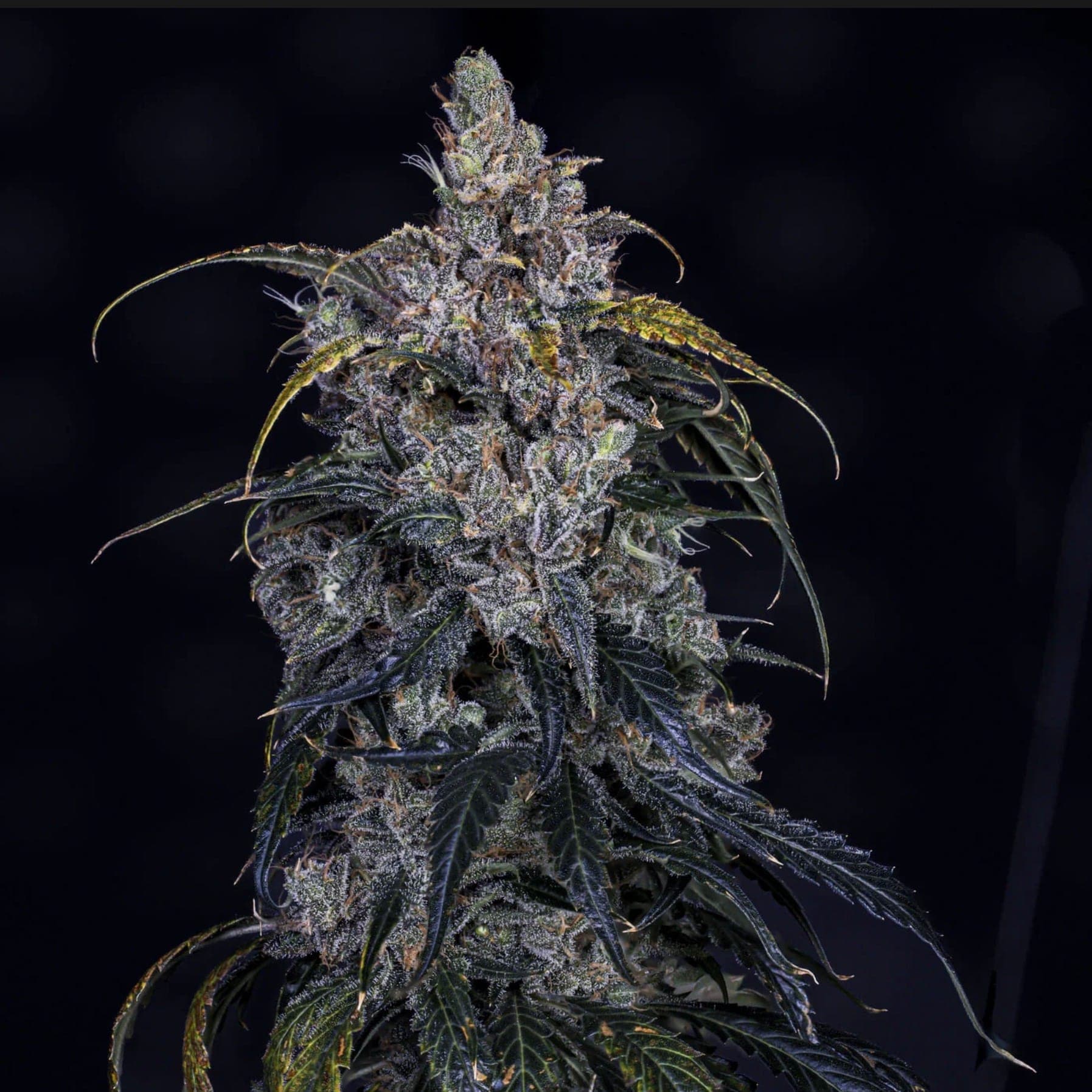 3 Bears OG Auto