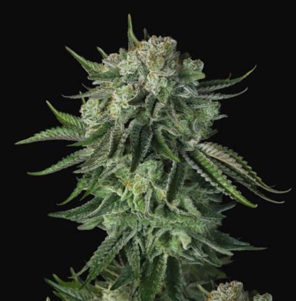 Moby Dick Auto
