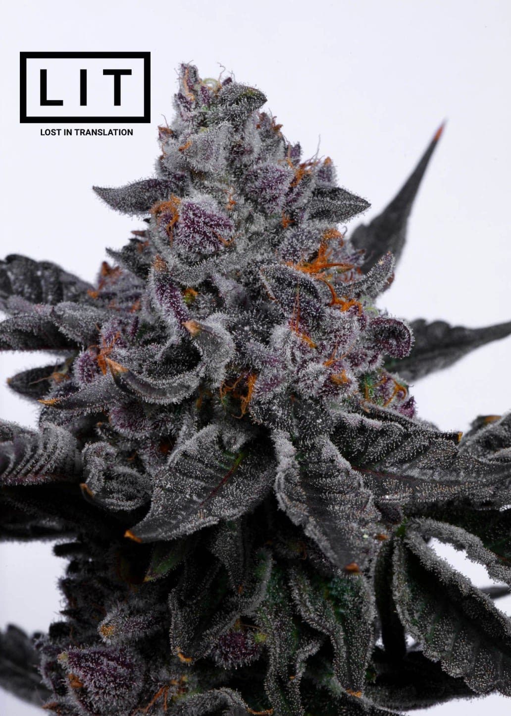 Black Sugar 