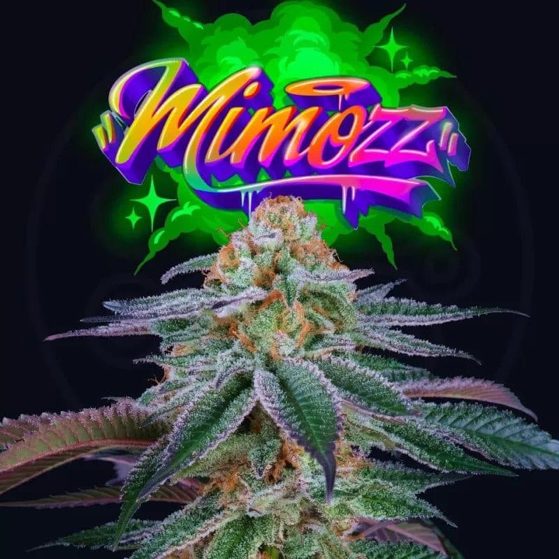 Mimozz