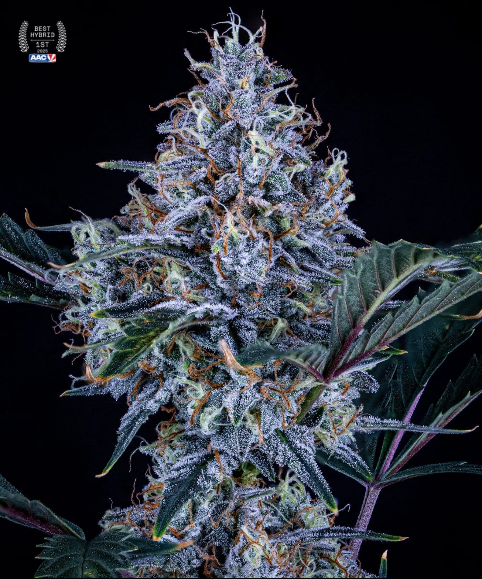 Sundae Thumper Auto