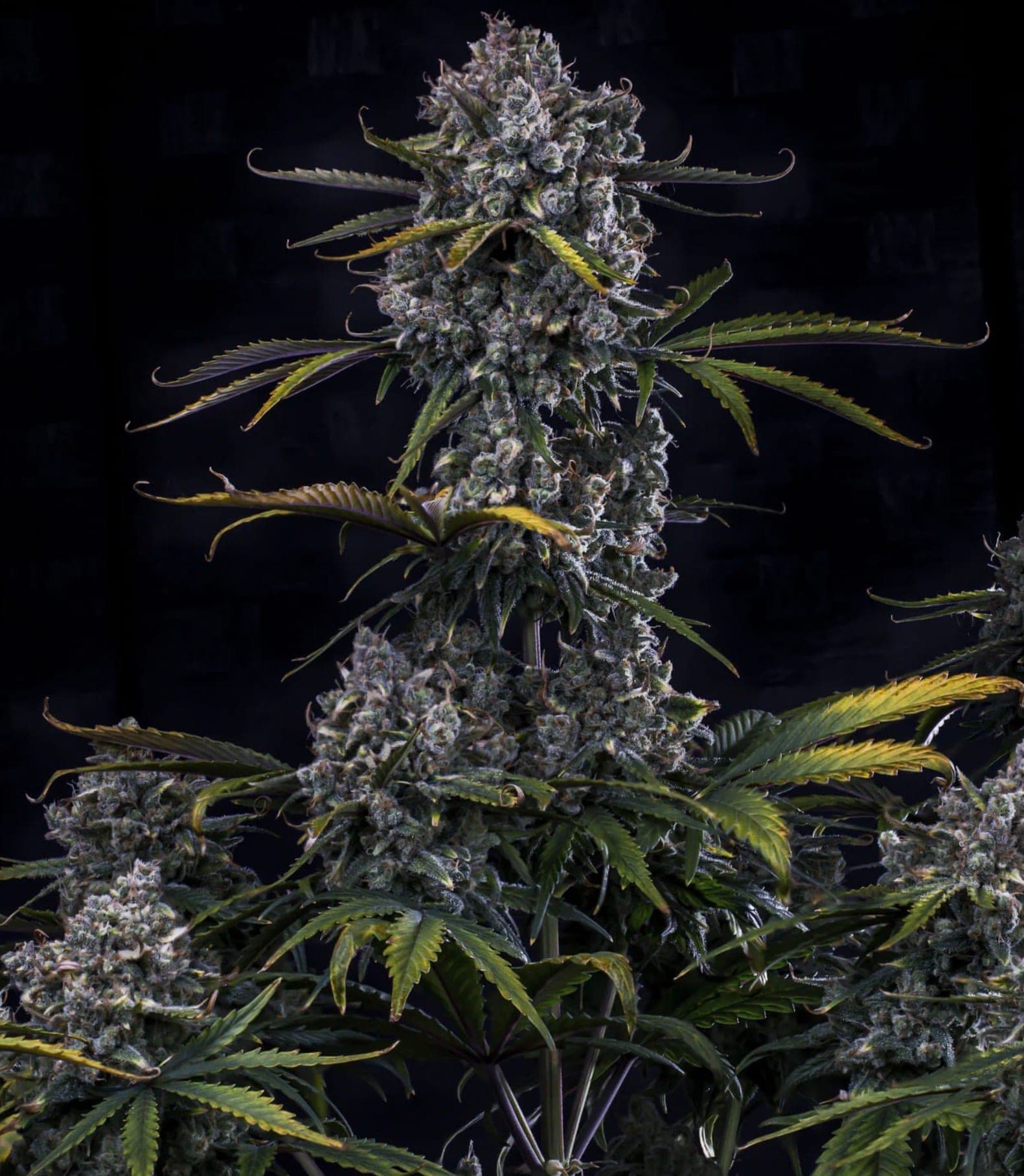 HubbabubbaHaze Auto