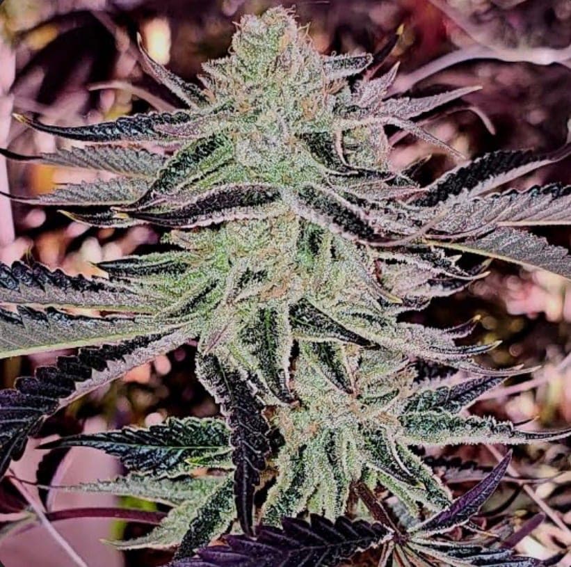 Aurelium