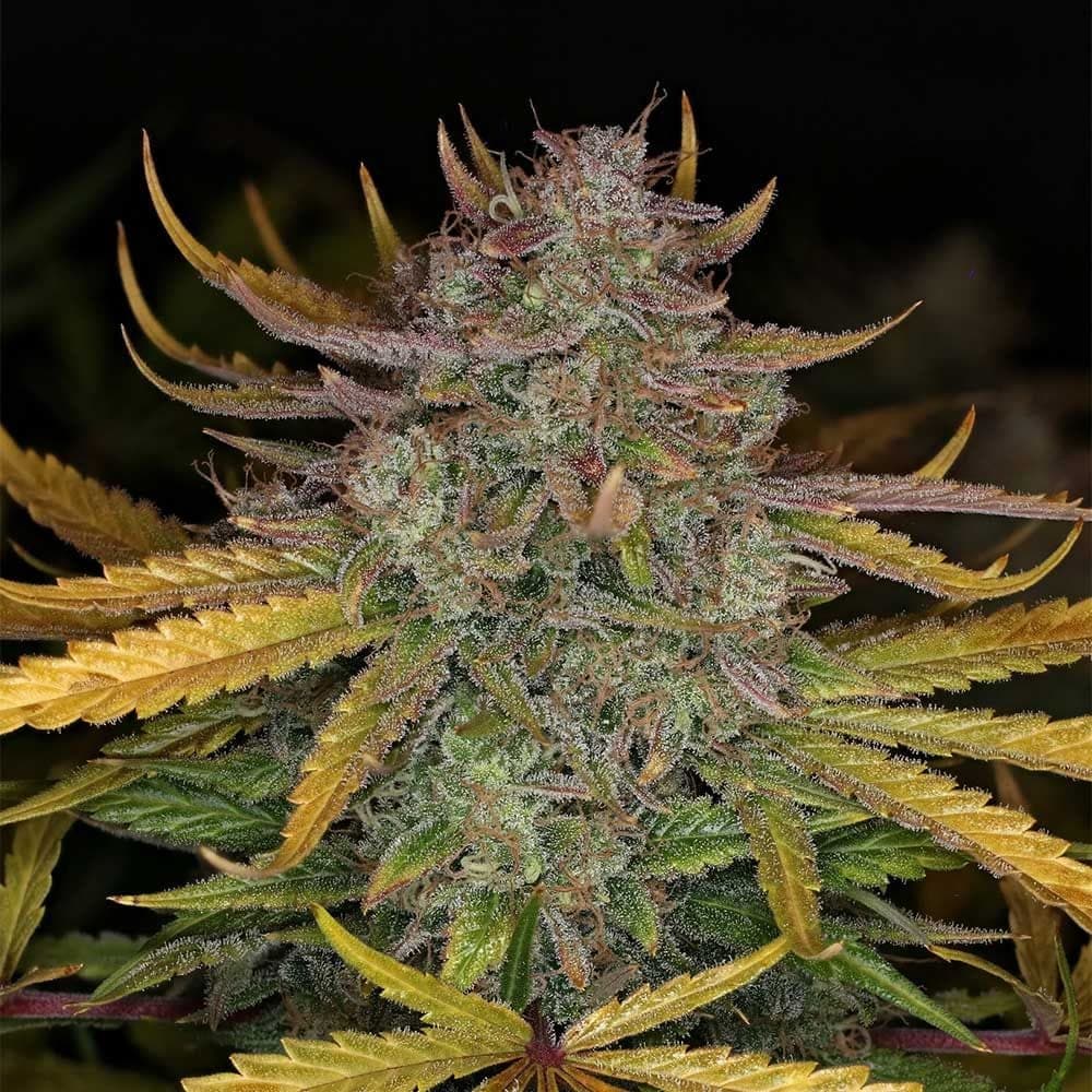 Deep Space 91 Auto