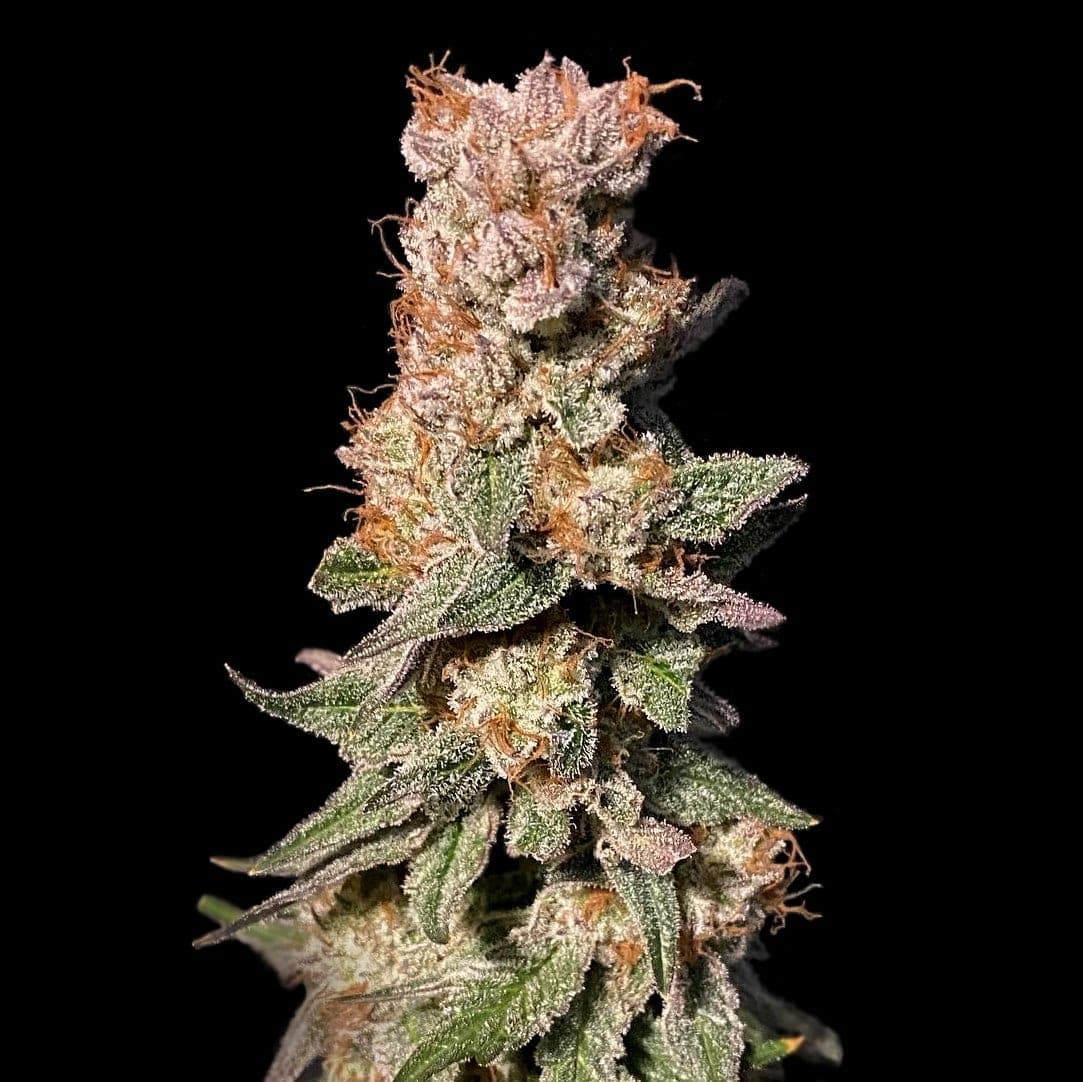 Xhale