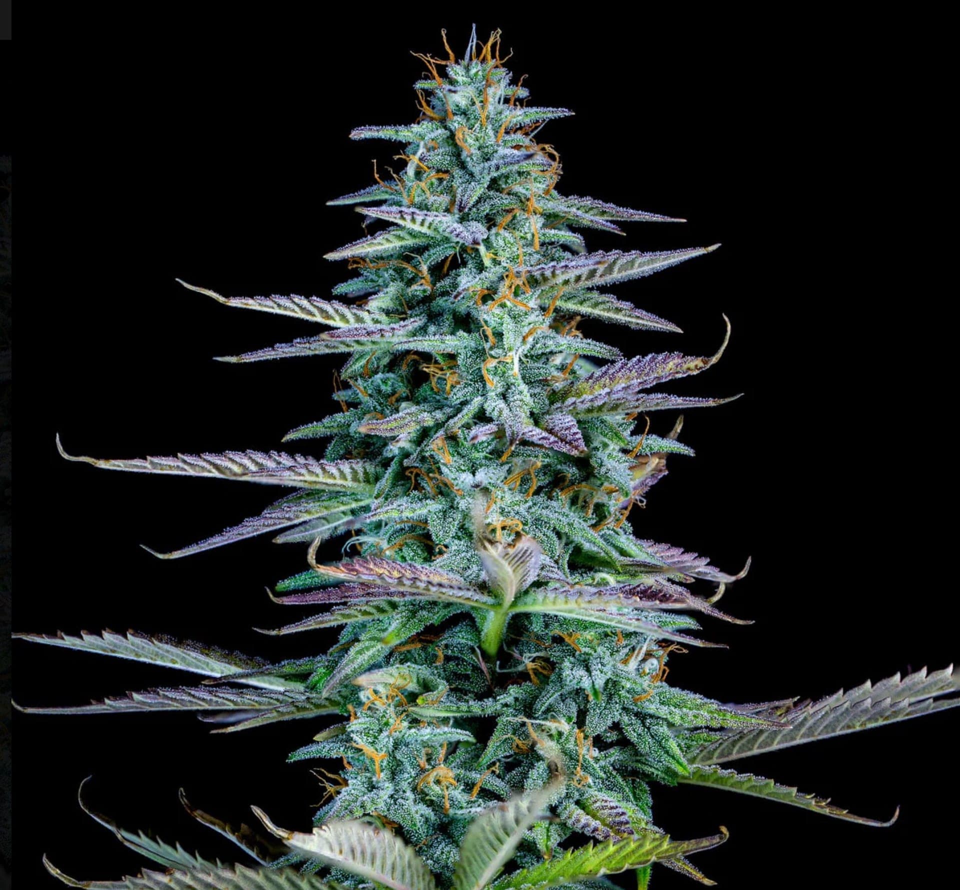 Strawberry Nuggets Auto
