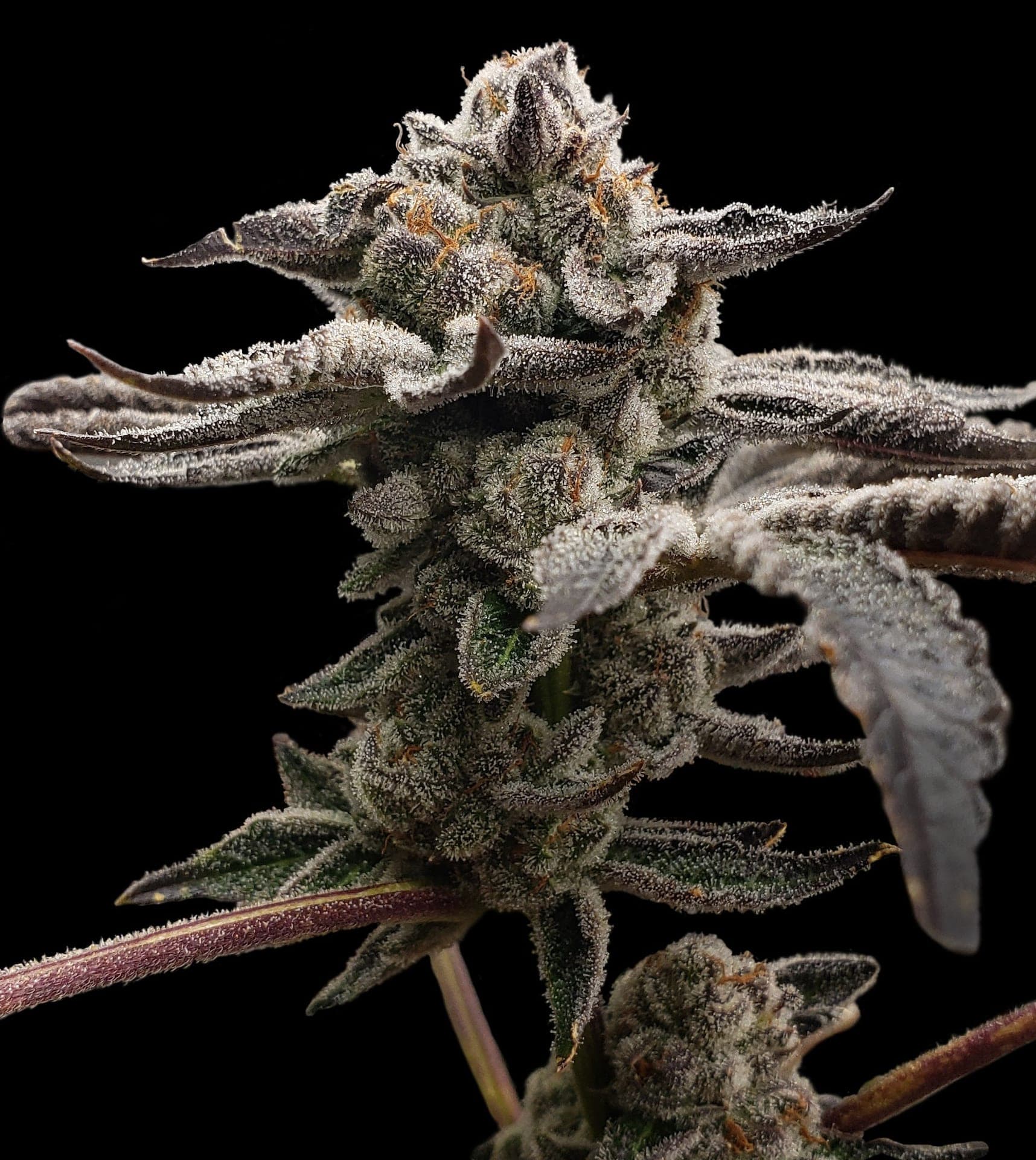 Tangie Candie