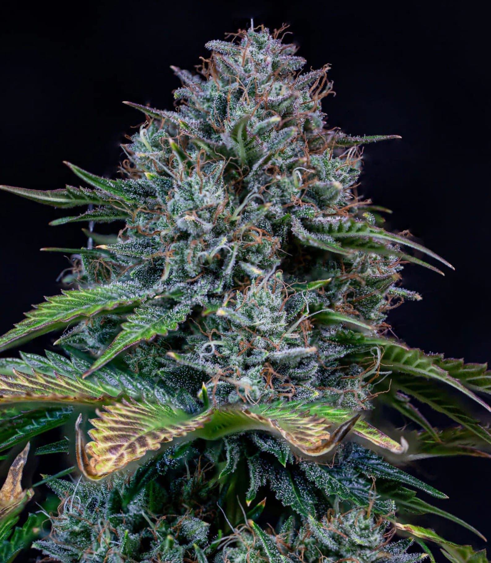 Crème de la Chem Auto