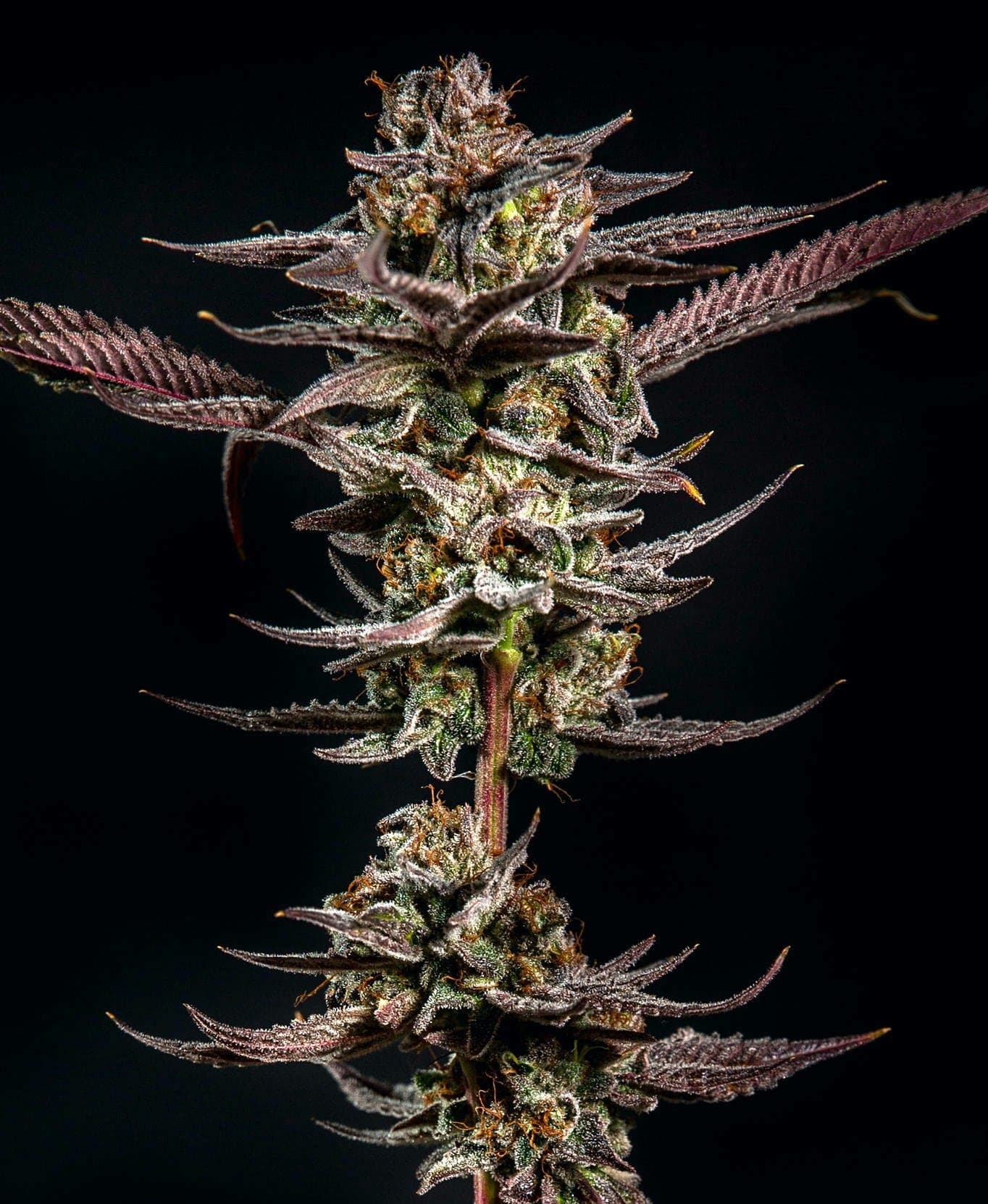 Gelato Kiss