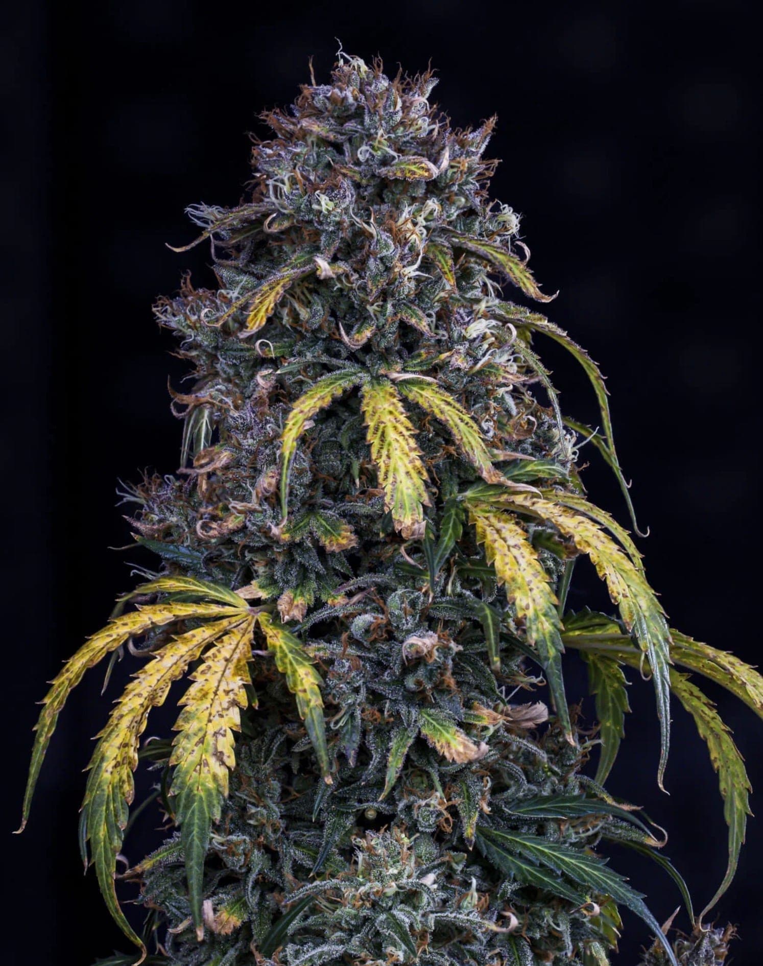 Super Orange Haze Auto