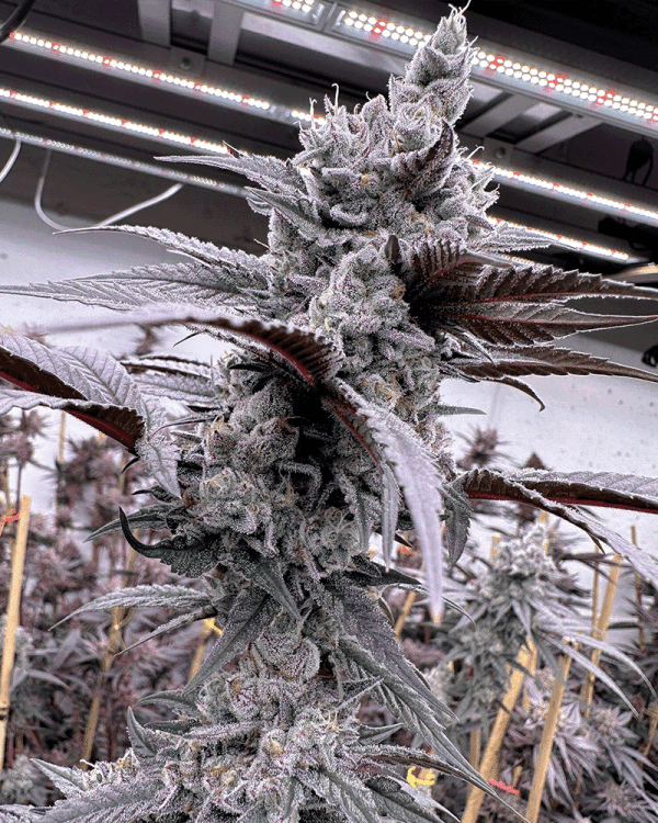 LUNG BUSTER