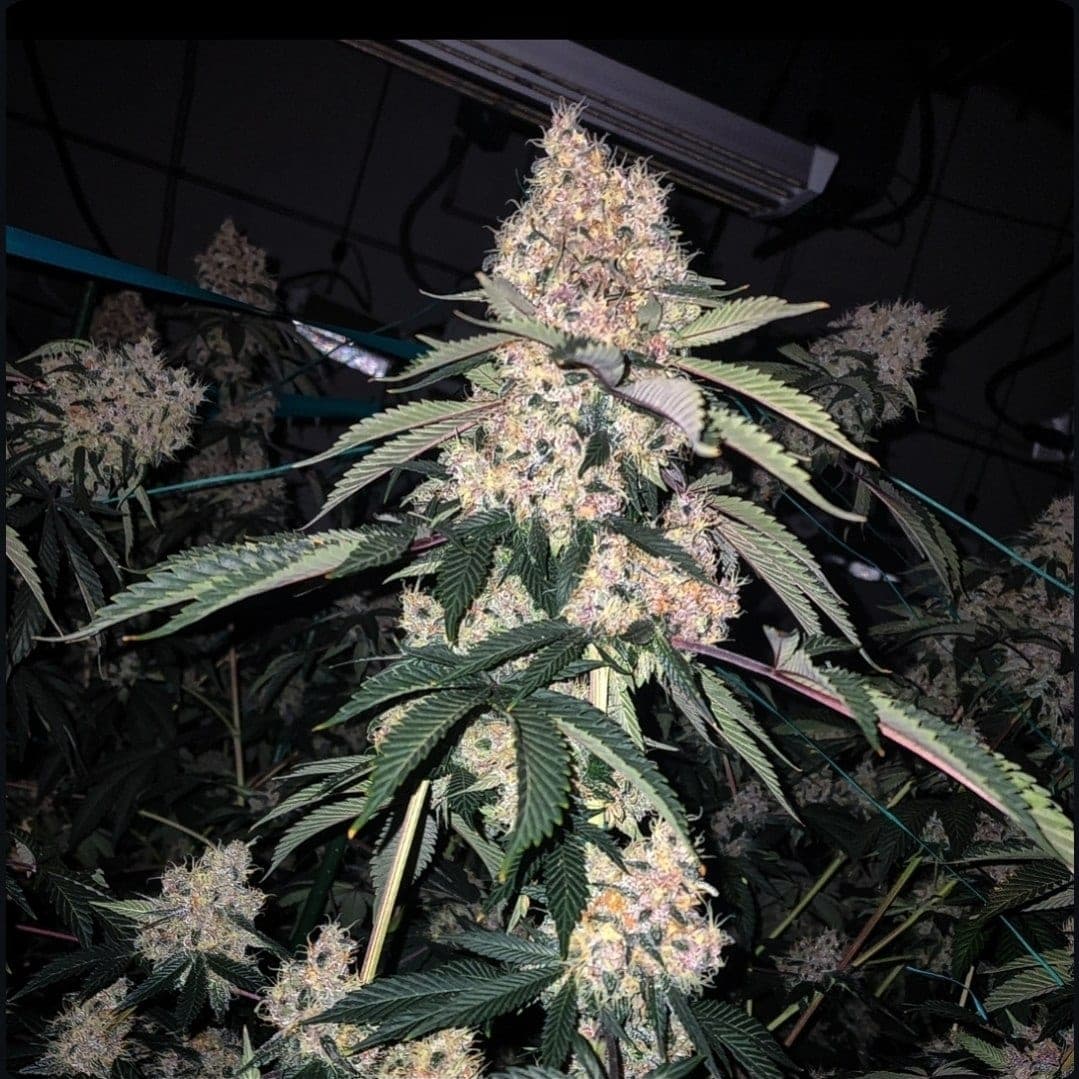 LEMON WHHIP HAZE