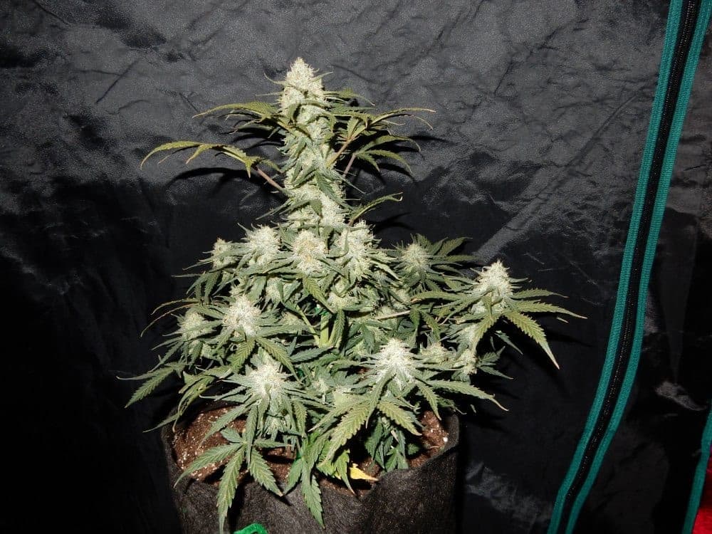 West Coast OG Auto