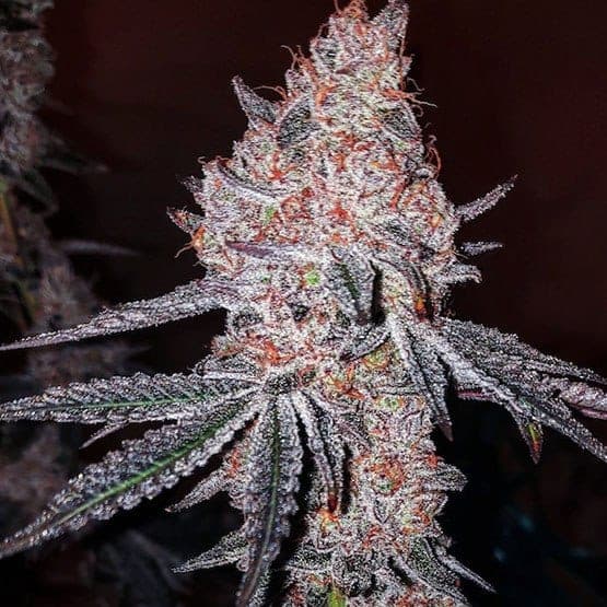 STRAWBERRY OG COOKIES R1