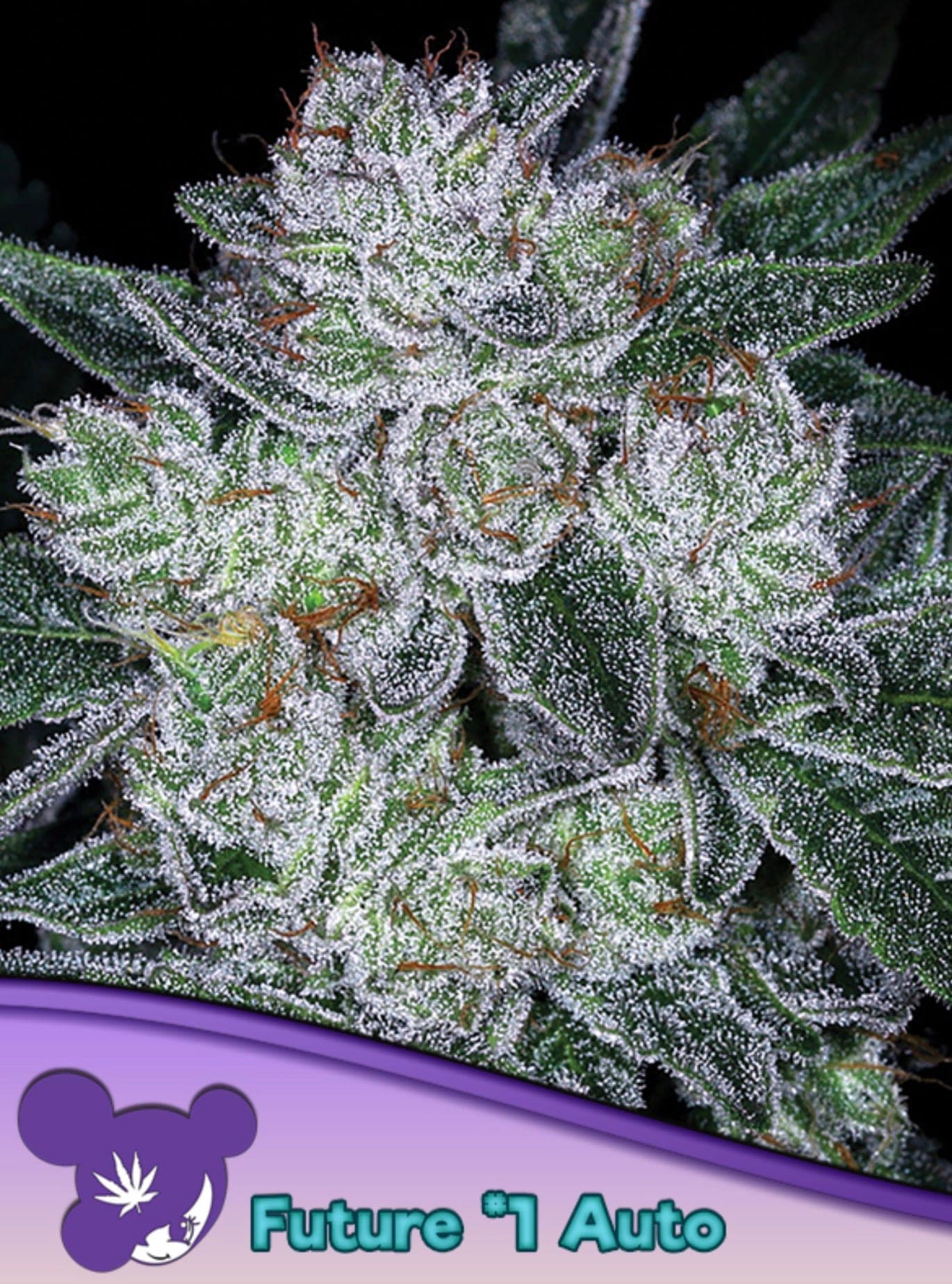 Auto Blackberry Moonrocks