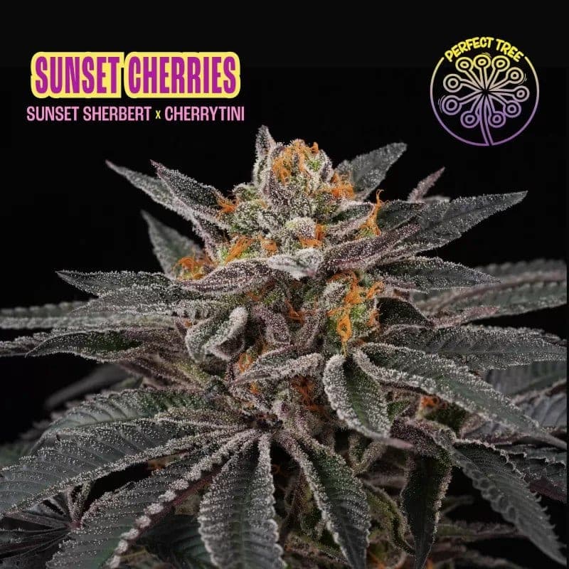  Sunset Cherries
