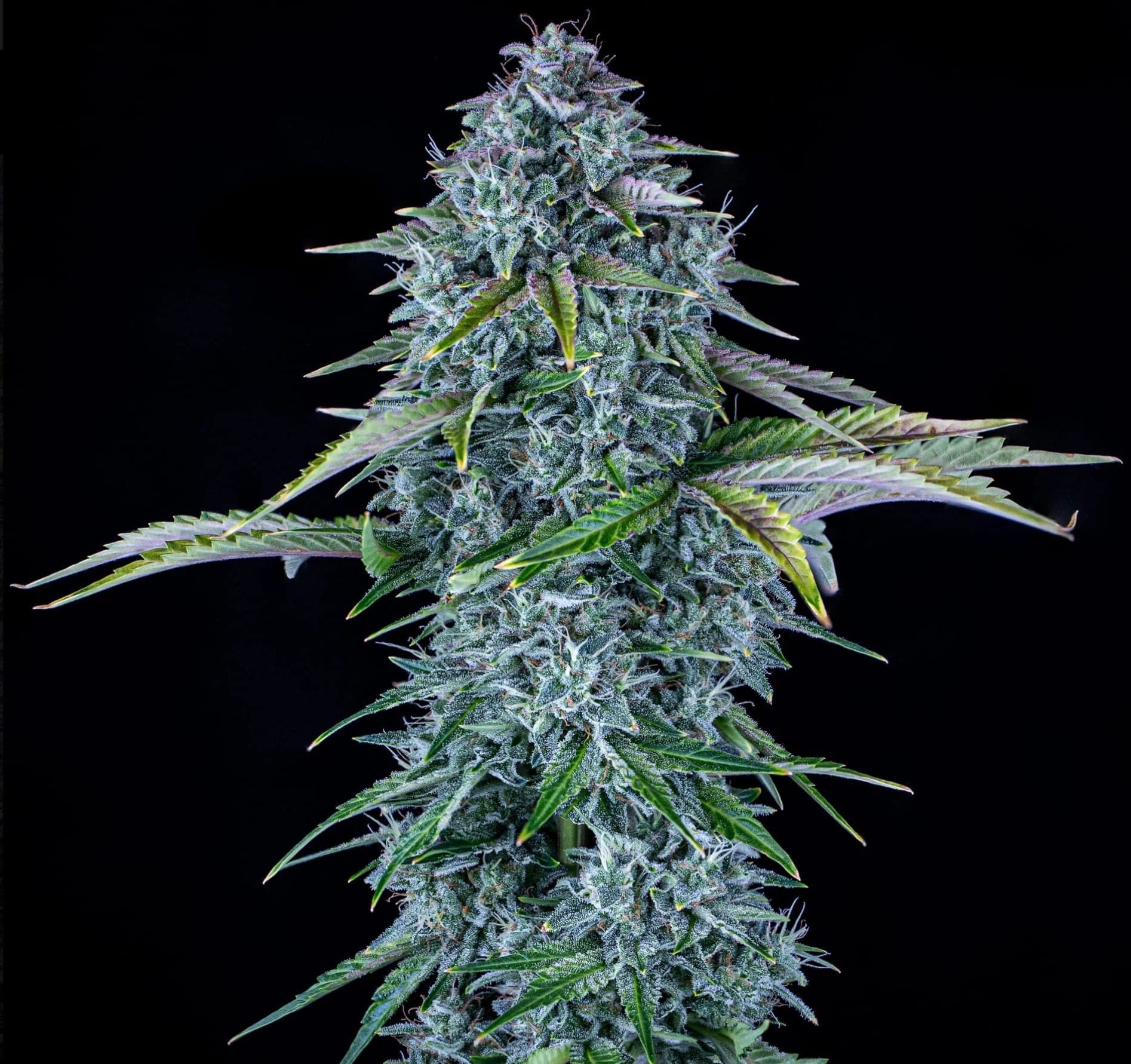 Orange Diesel Auto