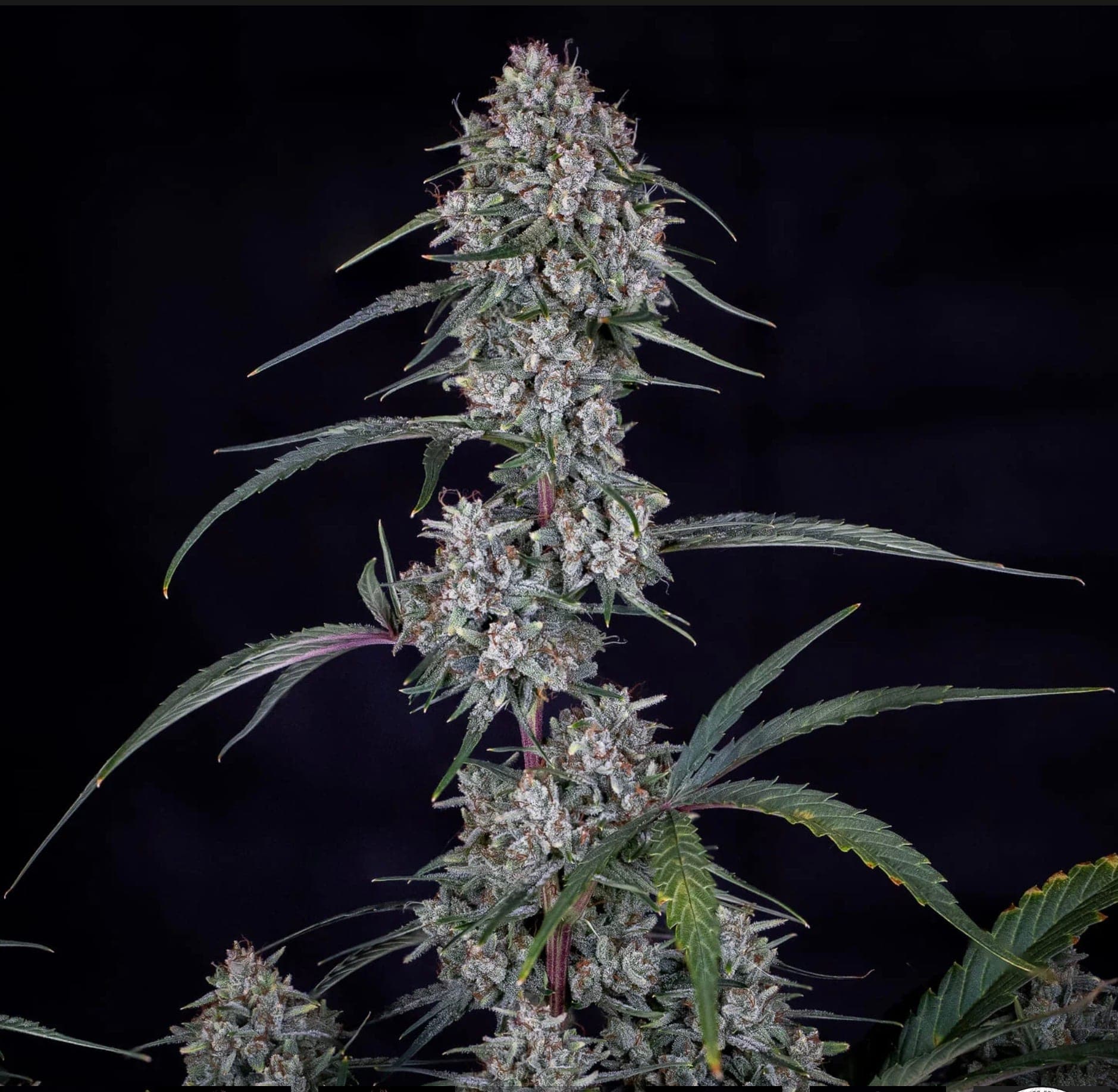 Skywalker Auto