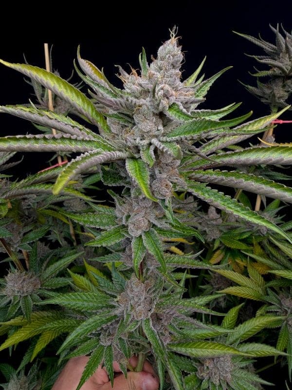 SOUR SITUATION