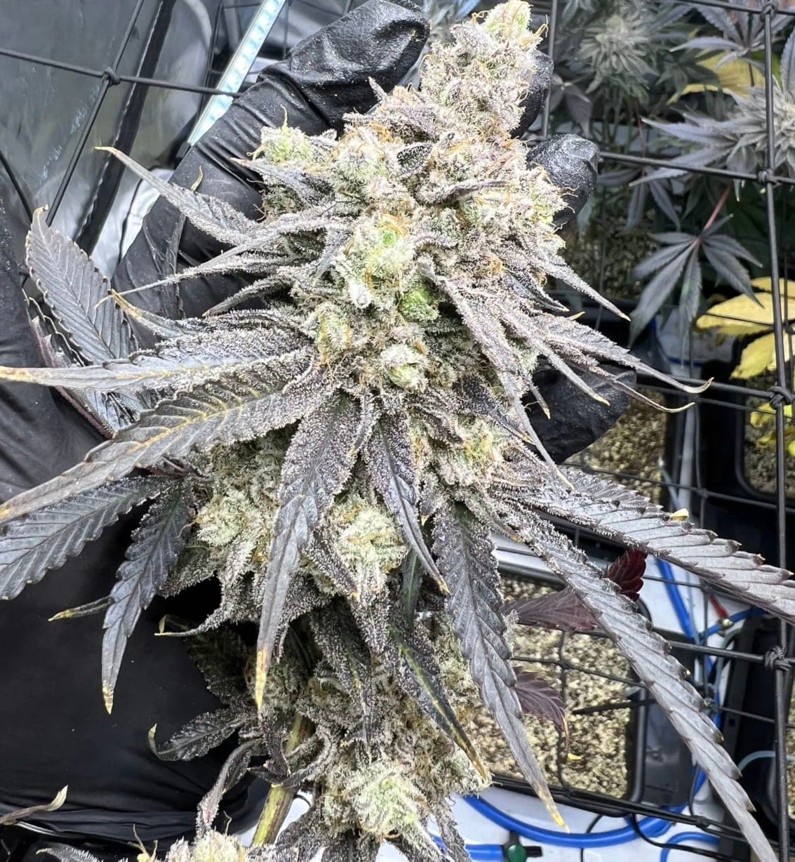 Juice Pack