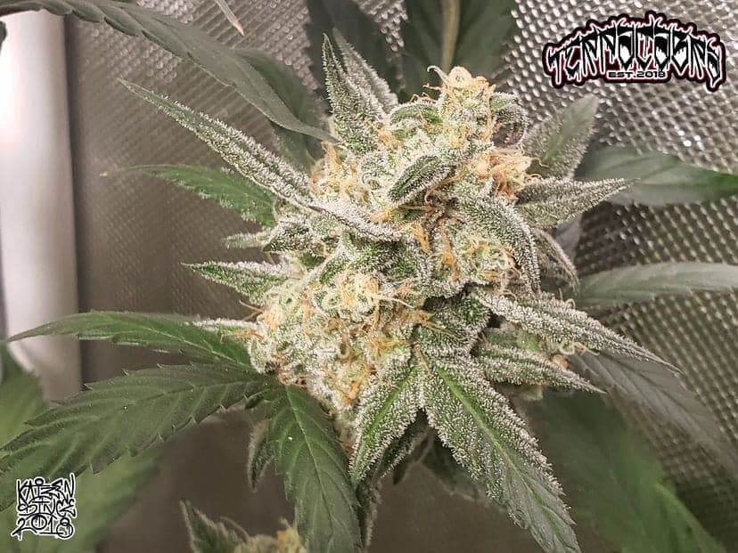 Compound V Auto