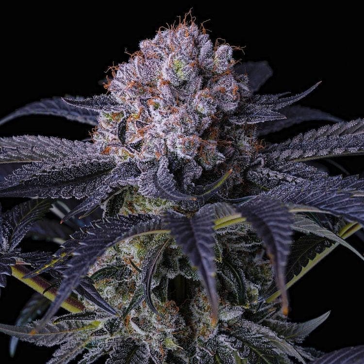 GRAPE BALLS OF FIRE RBX