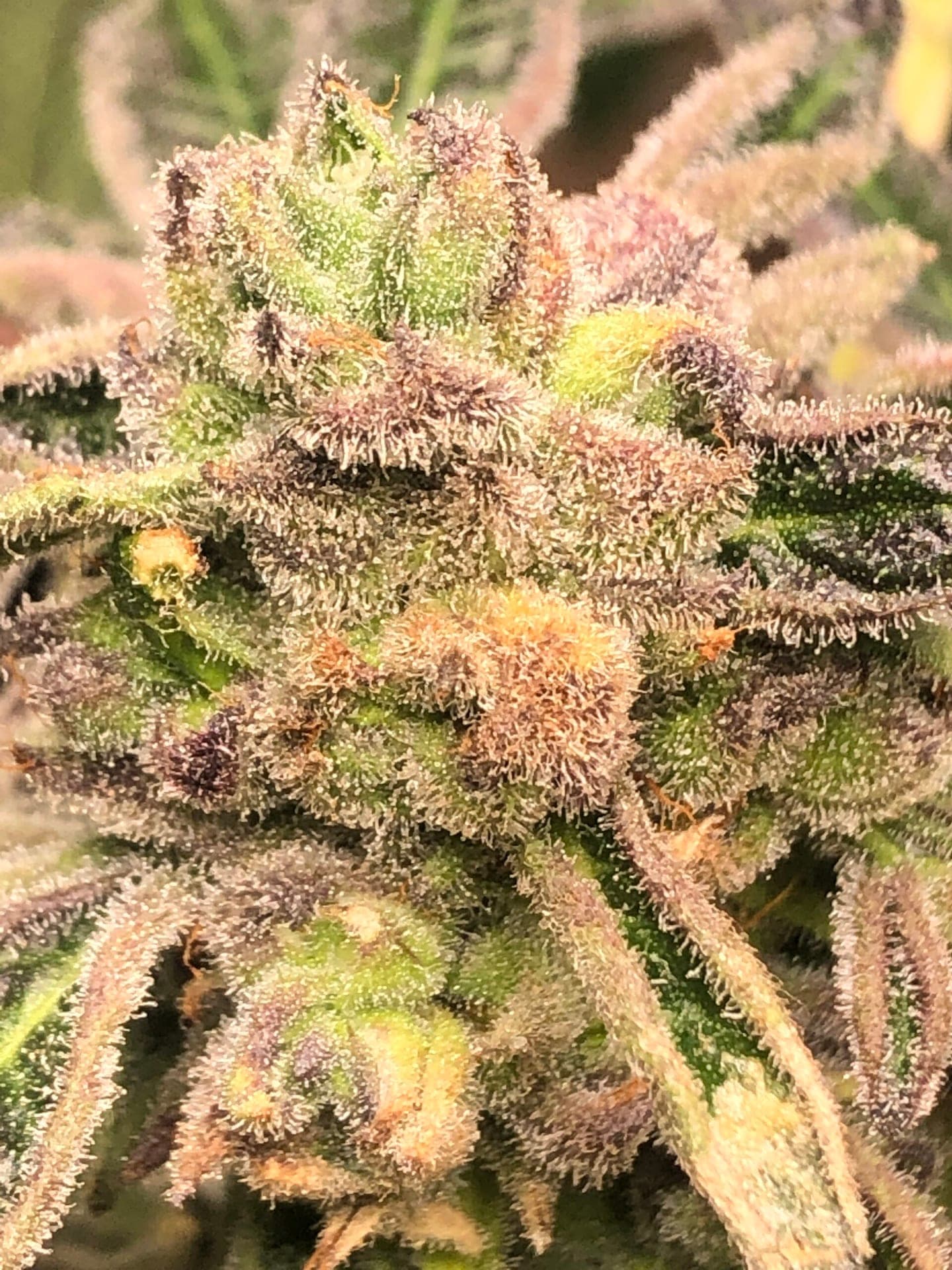 Apple Fritter