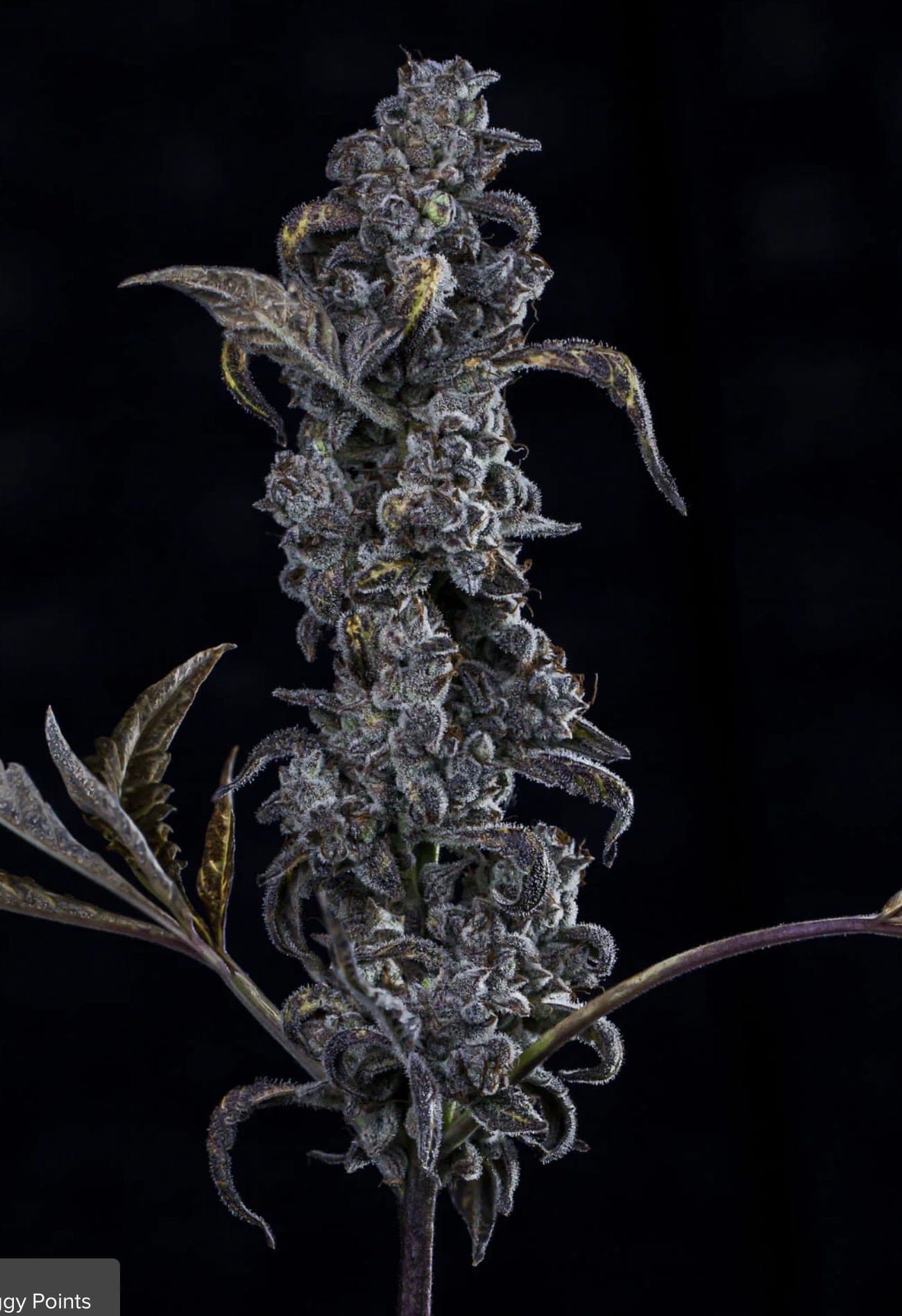 MephistOreoz Auto