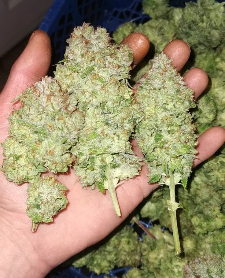 Banger Glue