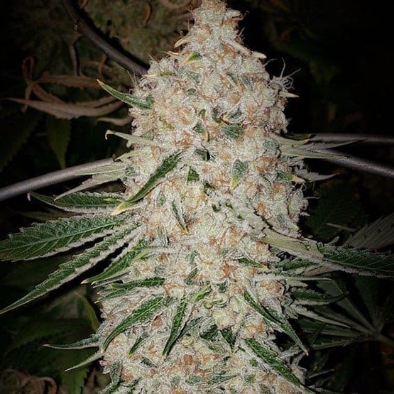 PLUTOCUT AUTO