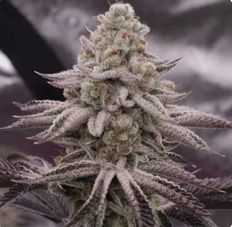 Platinum Dosha
