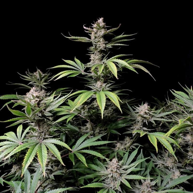 Purple Lemonade Auto