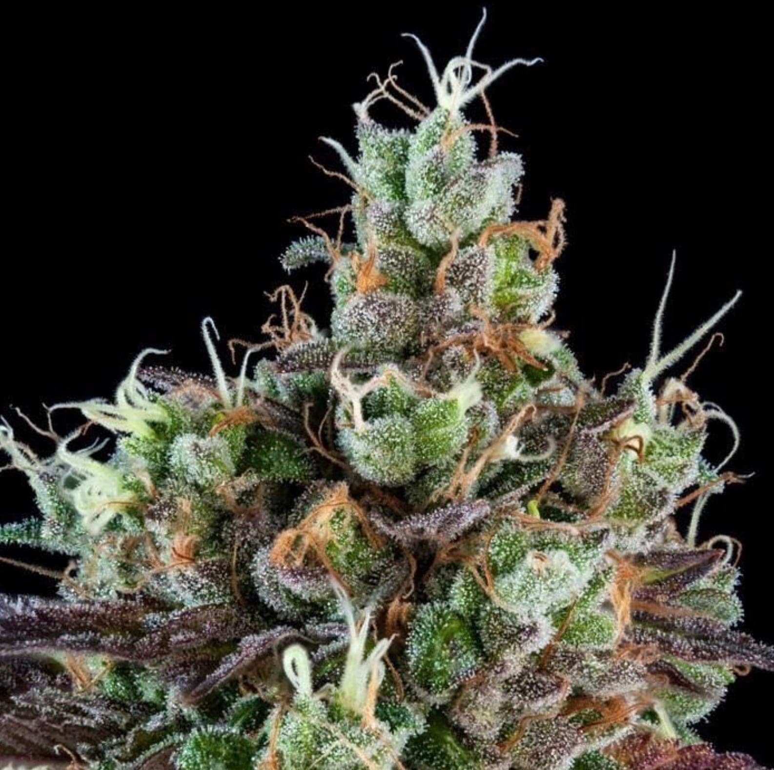 SOUR RIPPER AUTO