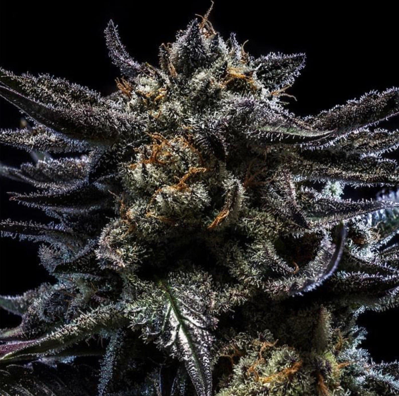 ZOMBIE KUSH