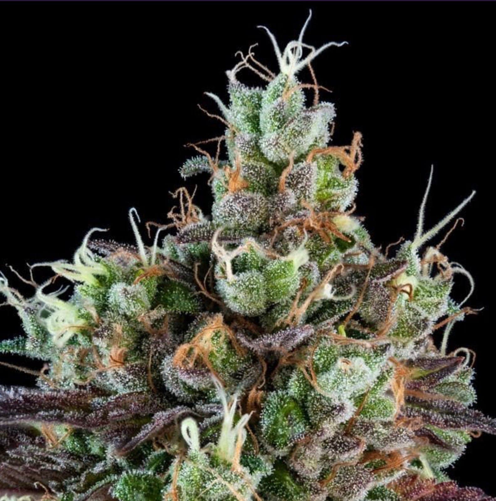 SOUR RIPPER