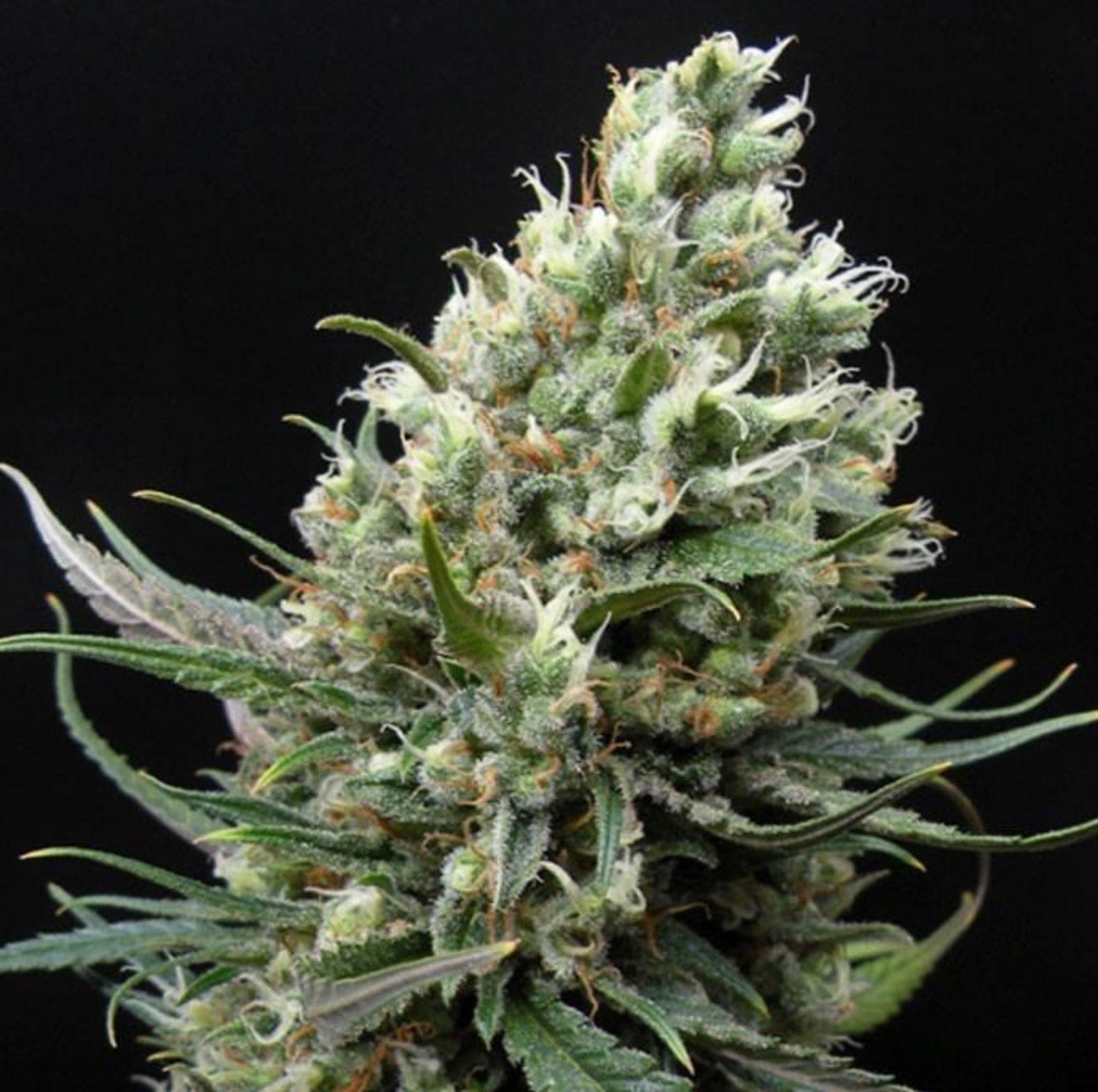 RIPPER HAZE