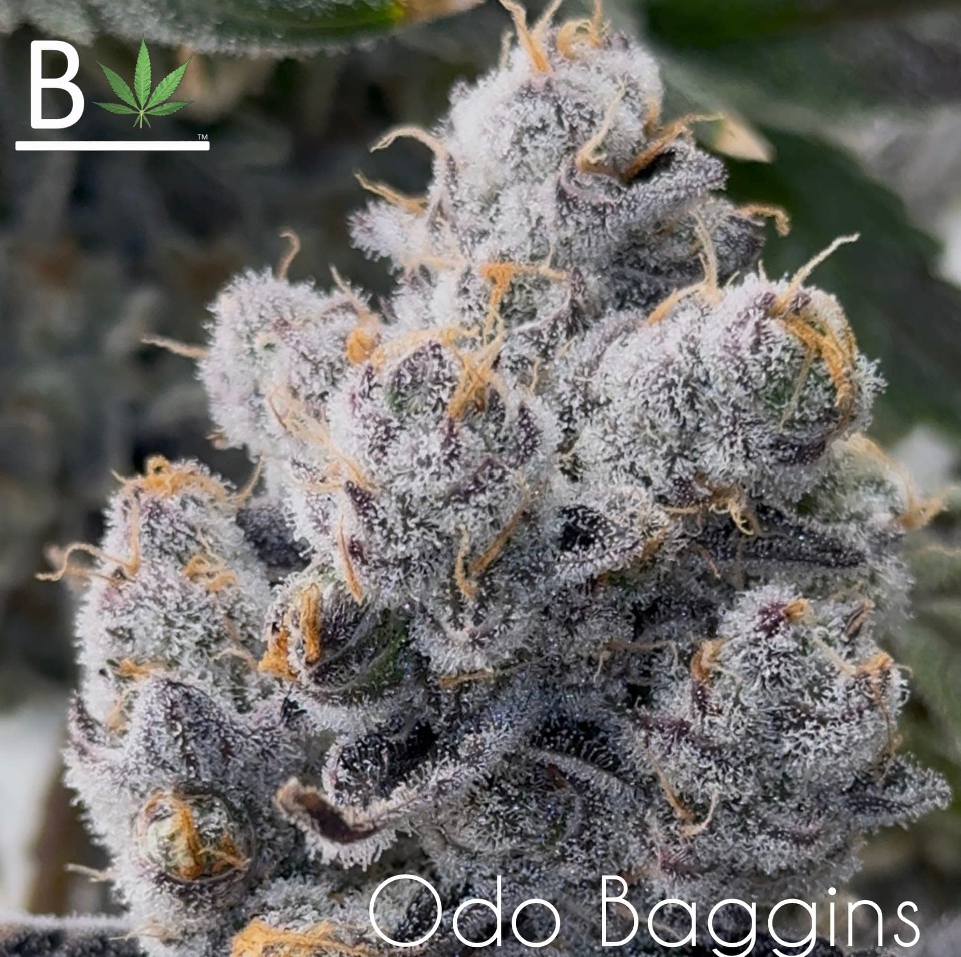 ODO BAGGINS