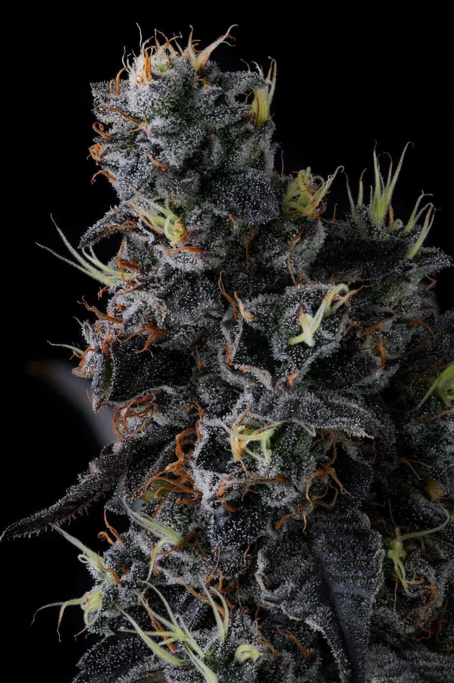 Giggin’ Grapes