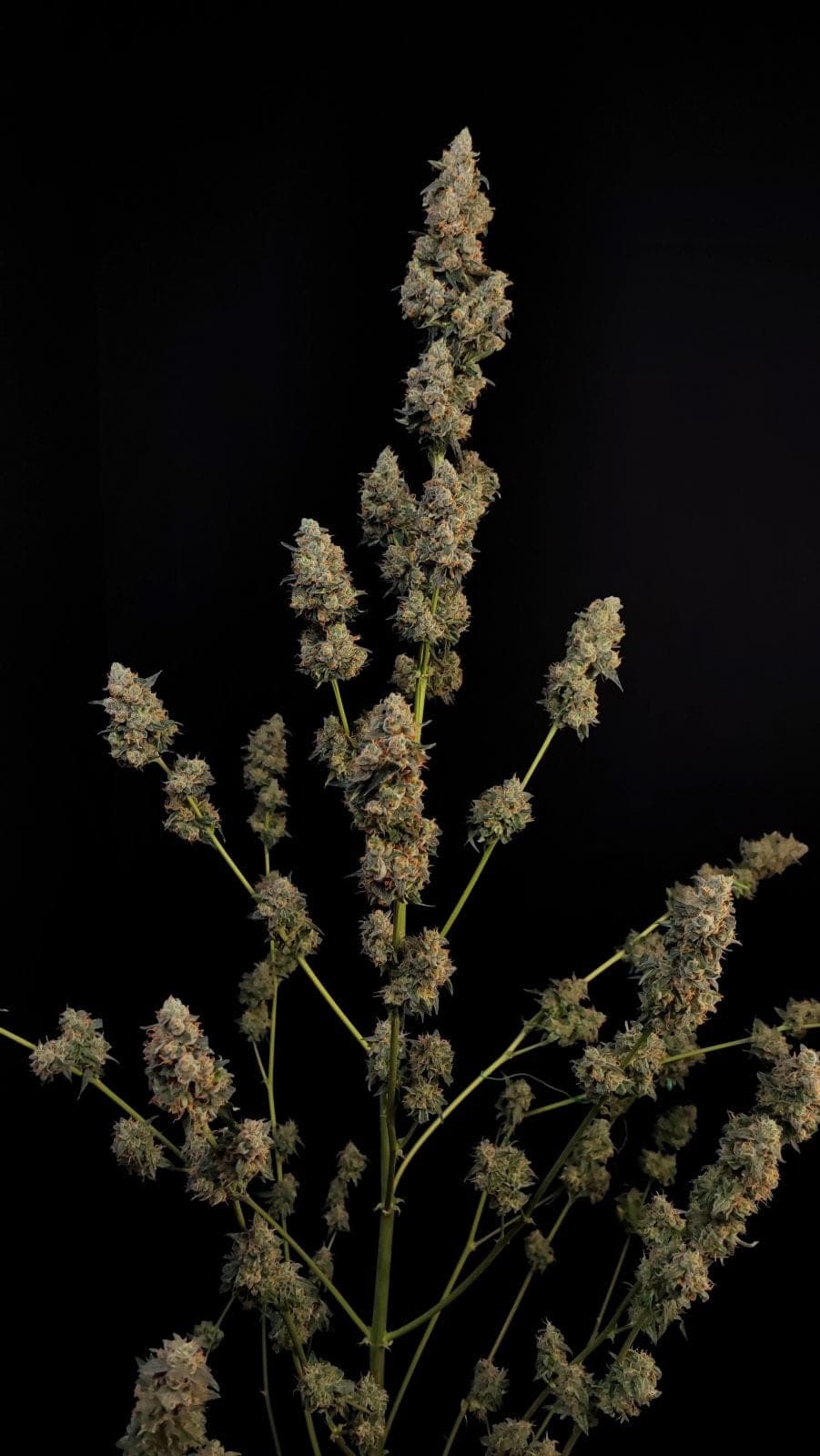 Northern Lights Auto