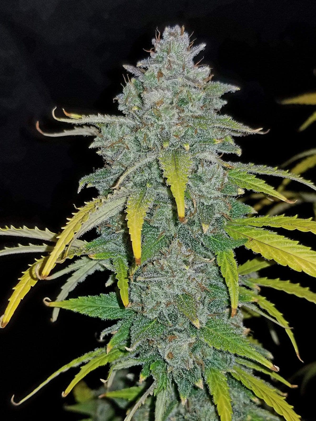 BlackBerry Auto